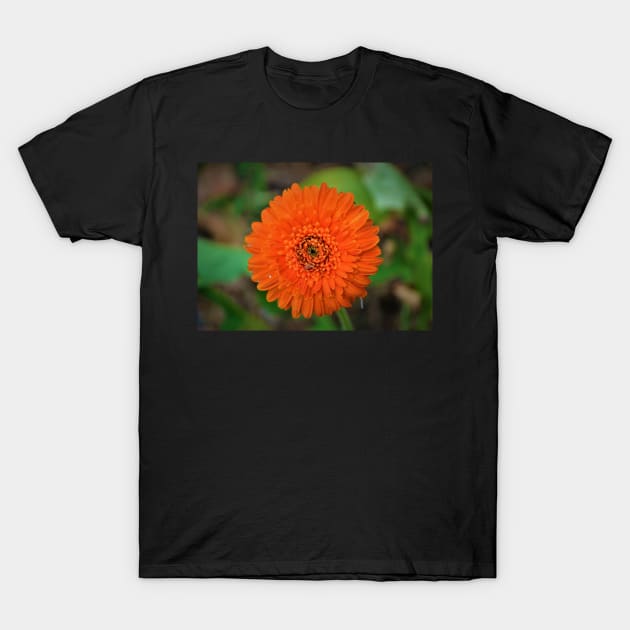 Single Orange Gerbera Flower T-Shirt by Fitra Design